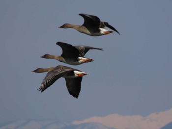 Tundra Bean Goose Izunuma Sat, 2/10/2024