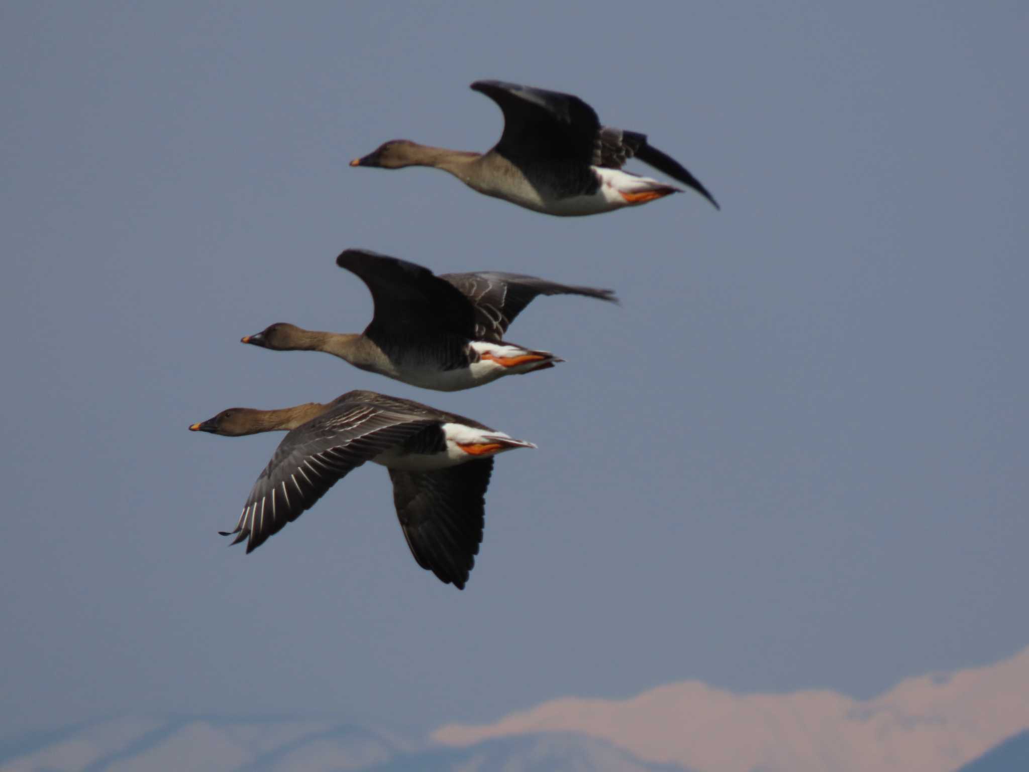 Tundra Bean Goose