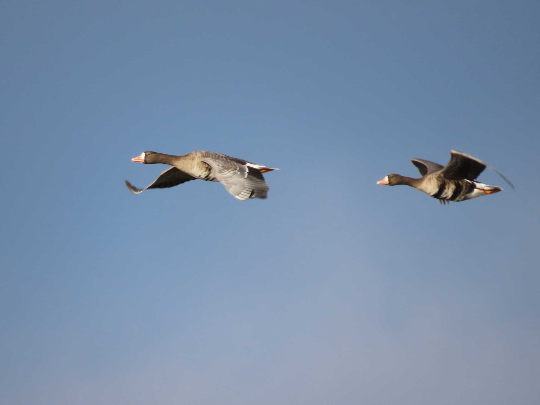 Greater White-fronted Goose