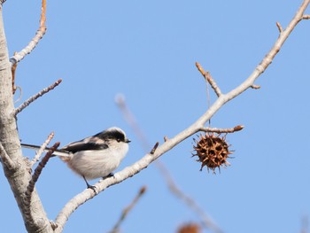 Long-tailed Tit 山田池公園 Thu, 2/8/2024