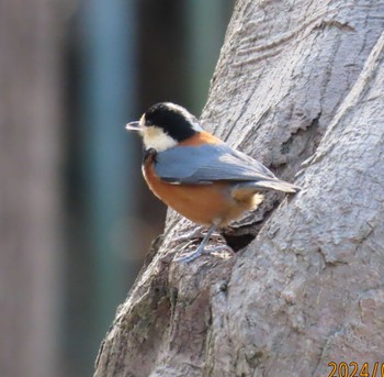 Varied Tit Imperial Palace Sun, 2/11/2024