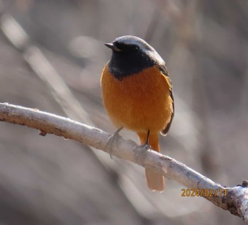 Daurian Redstart Imperial Palace Sun, 2/11/2024