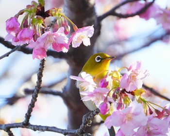 メジロ 佐鳴湖 2024年2月12日(月)