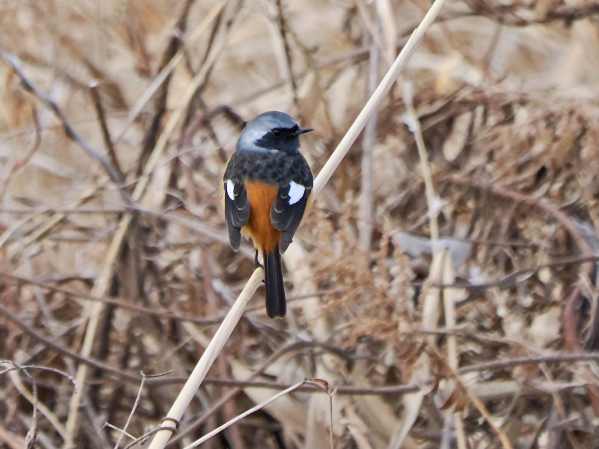 Daurian Redstart