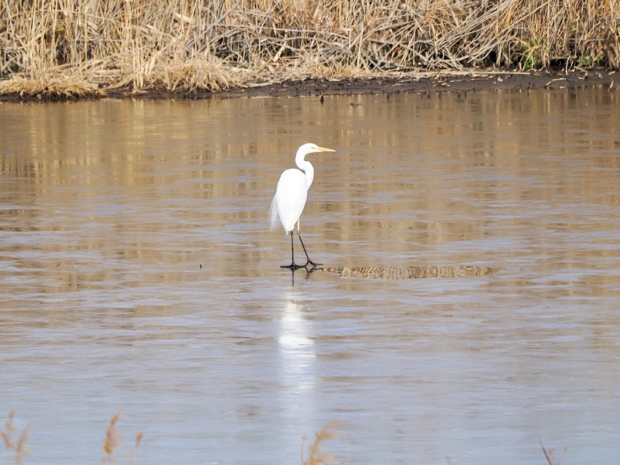 Great Egret