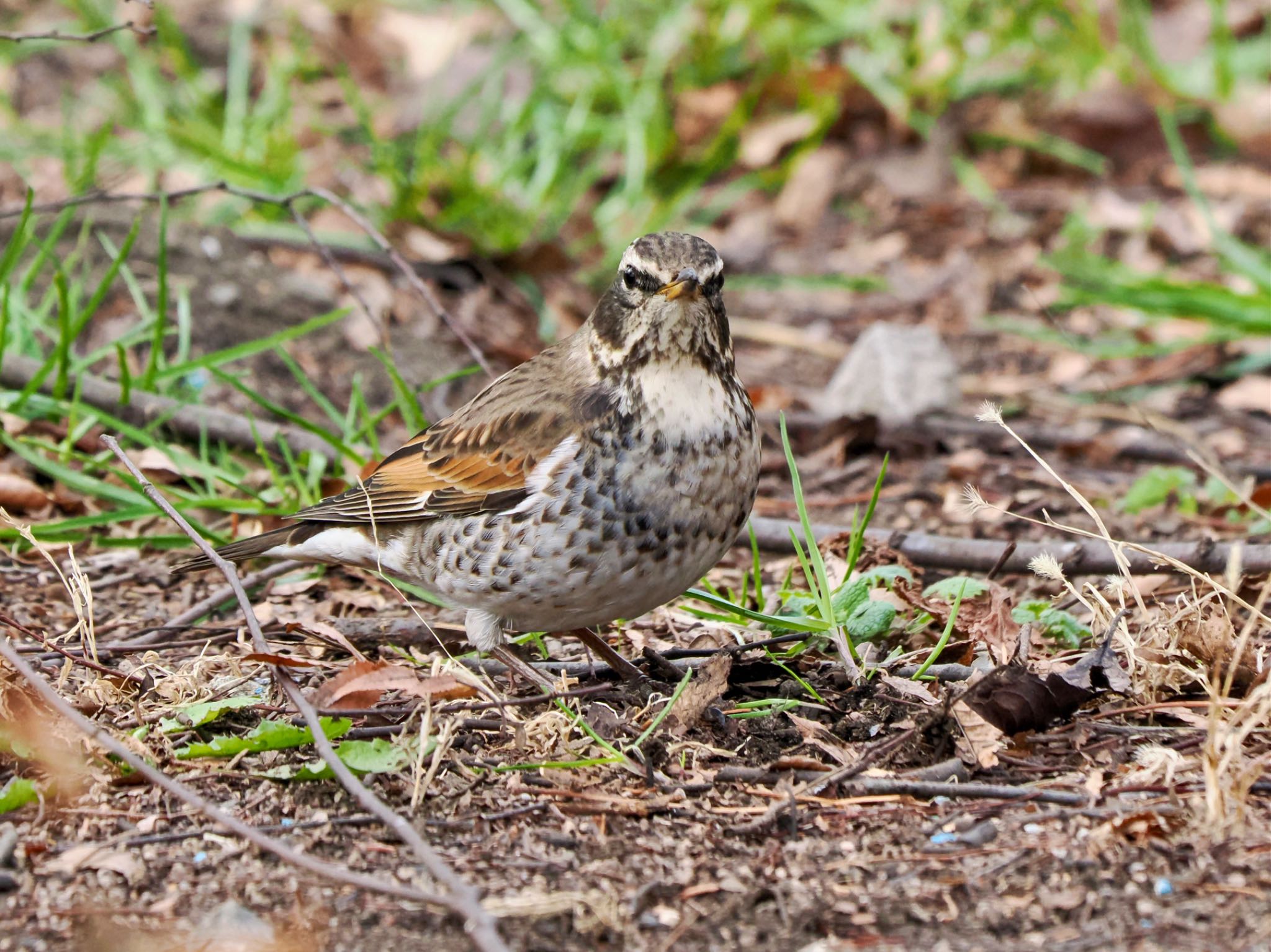 Dusky Thrush