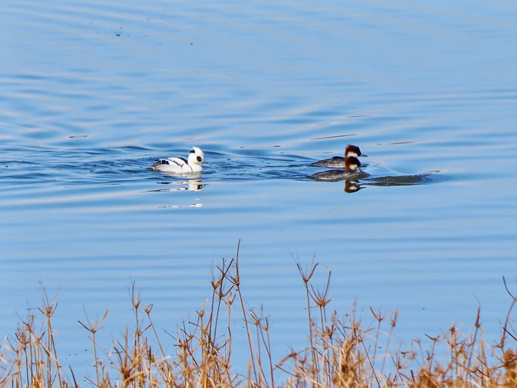 Smew