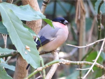 2024年2月13日(火) 舞岡公園の野鳥観察記録