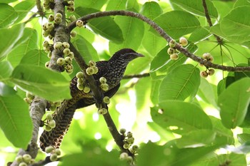 オニカッコウ Sungei Buloh Wetland Reserve 2018年11月10日(土)