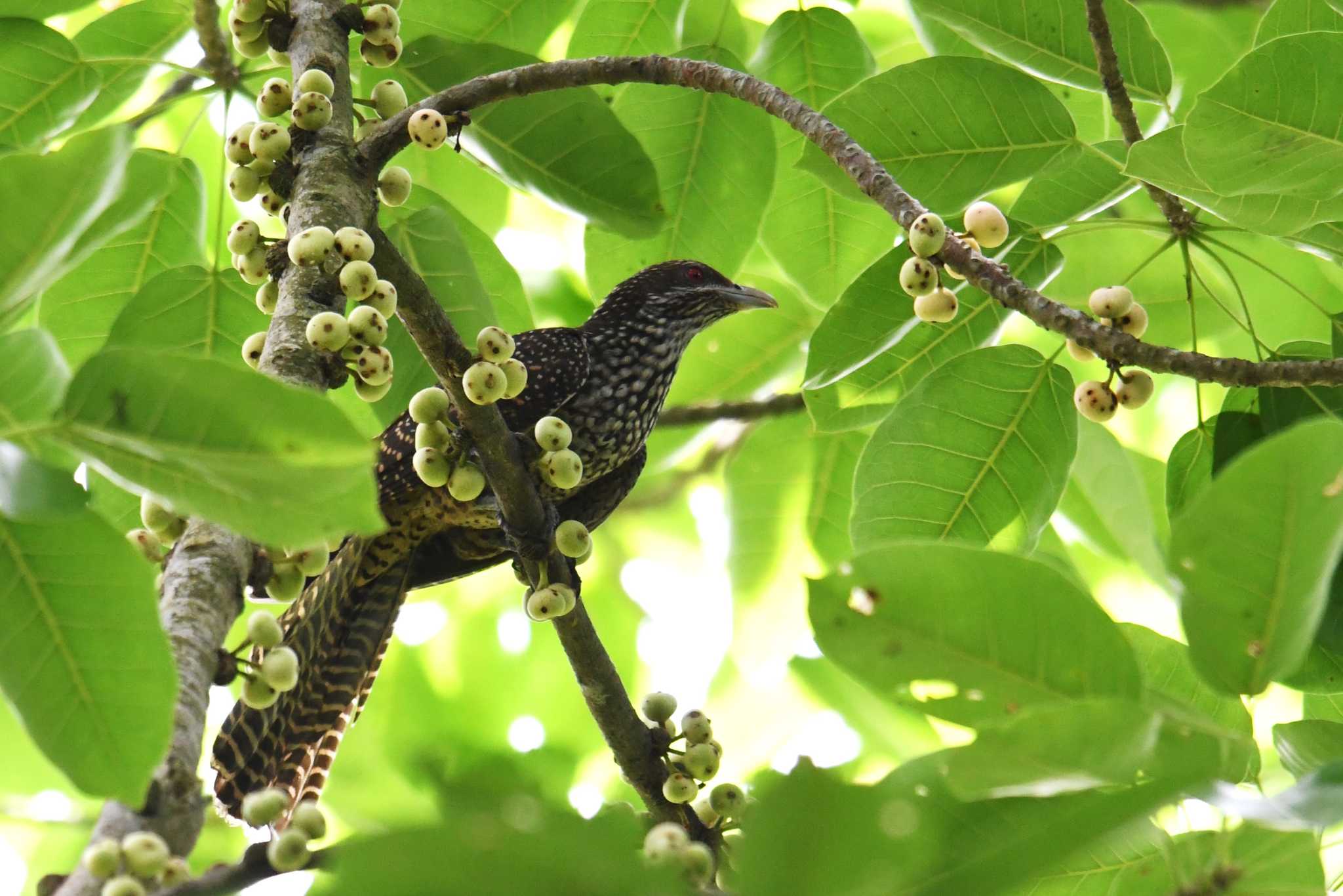 Asian Koel