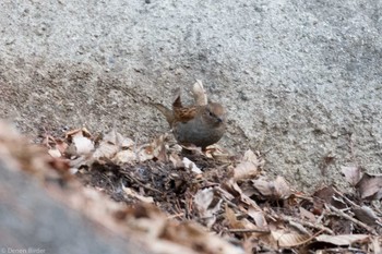 Japanese Accentor 三ッ峠 Sun, 2/11/2024