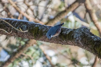 2024年2月11日(日) 三ッ峠の野鳥観察記録