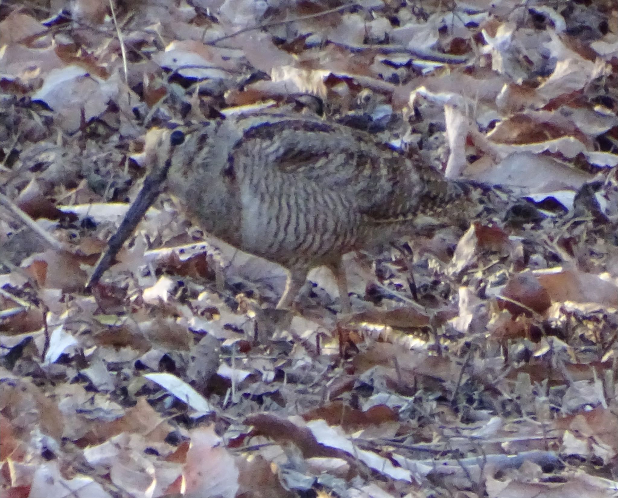 Photo of Eurasian Woodcock at Maioka Park by KAWASEMIぴー