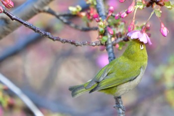 メジロ 長浜公園 2024年2月8日(木)