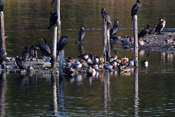 カワウ 長浜公園 2024年2月8日(木)