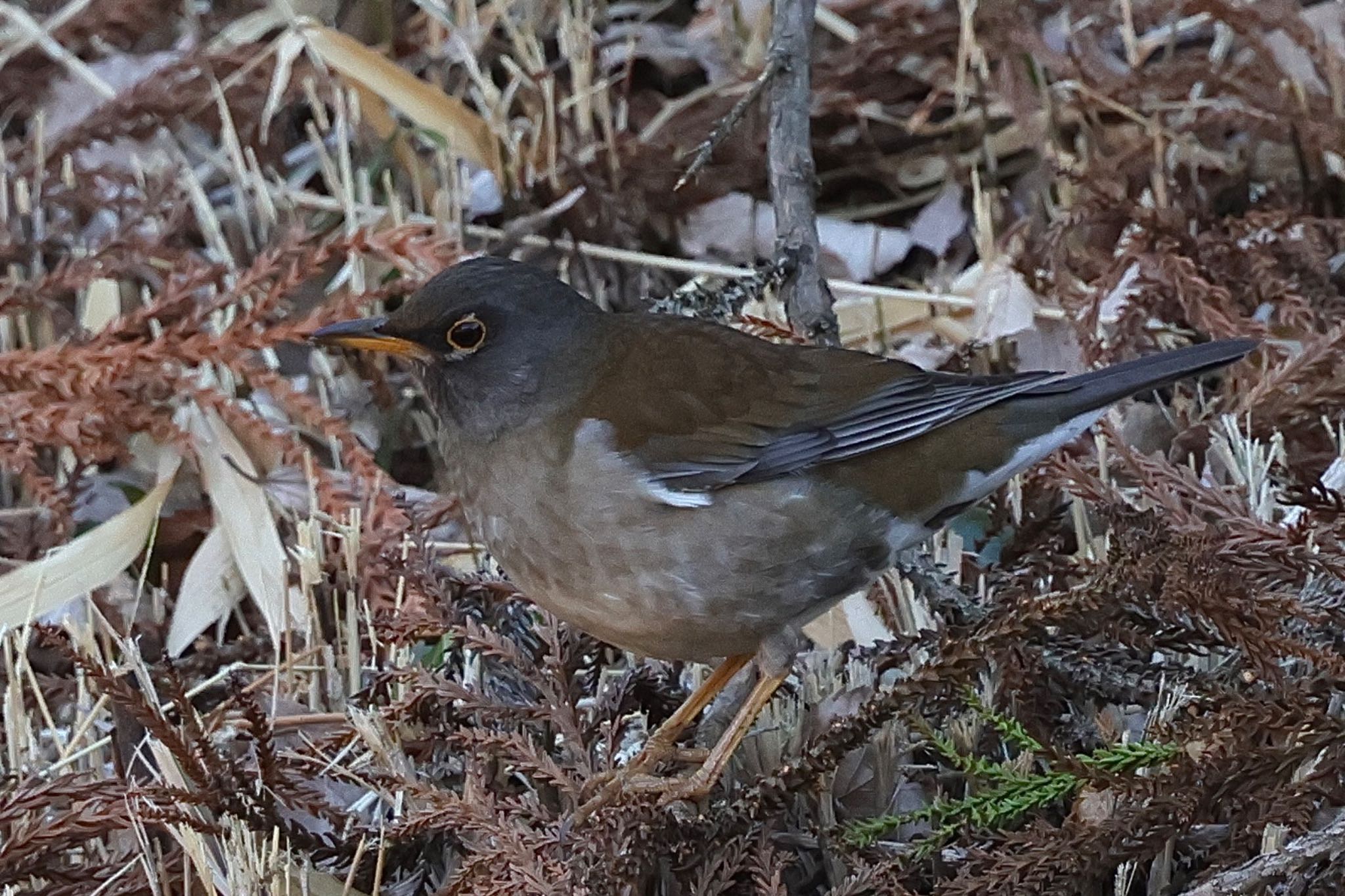 Pale Thrush