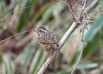 Meadow Bunting Kobe Forest Botanic Garden Sun, 2/11/2024