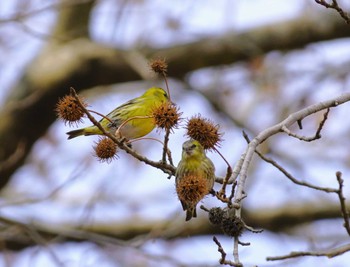 マヒワ 神戸市立森林植物園 2024年2月11日(日)