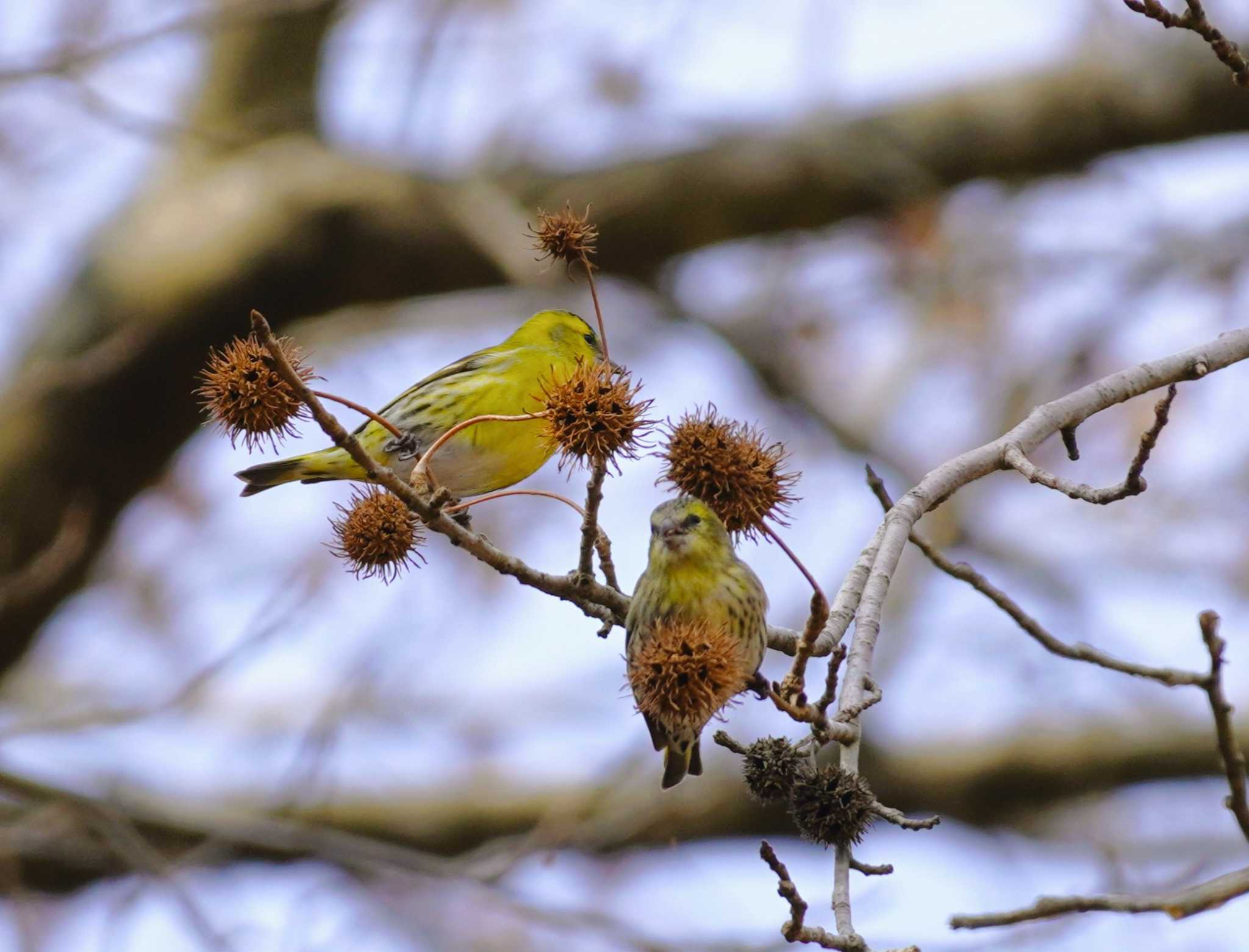 Eurasian Siskin