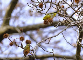 マヒワ 神戸市立森林植物園 2024年2月11日(日)