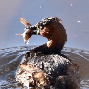 Little Grebe Toneri Park Mon, 2/12/2024