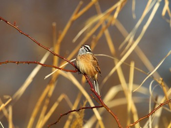 Meadow Bunting 桜草公園 Mon, 2/12/2024