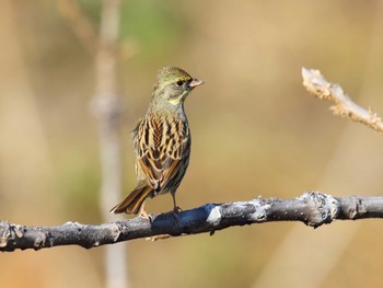 Masked Bunting Akigase Park Mon, 2/12/2024