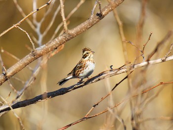 Rustic Bunting Akigase Park Mon, 2/12/2024