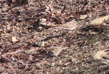 カシラダカ 武蔵野の森公園 2024年2月7日(水)