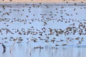 Baikal Teal North Inba Swamp Sun, 2/11/2024