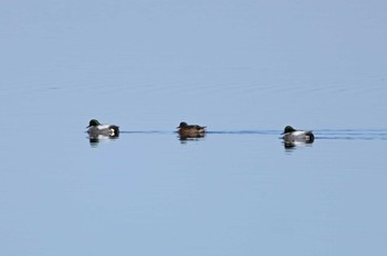 Falcated Duck North Inba Swamp Sun, 2/11/2024