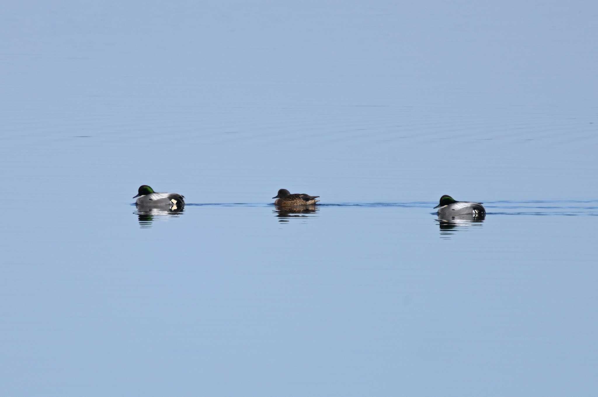 Falcated Duck