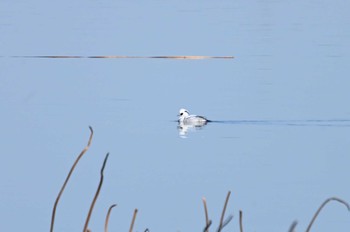 Smew North Inba Swamp Sun, 2/11/2024