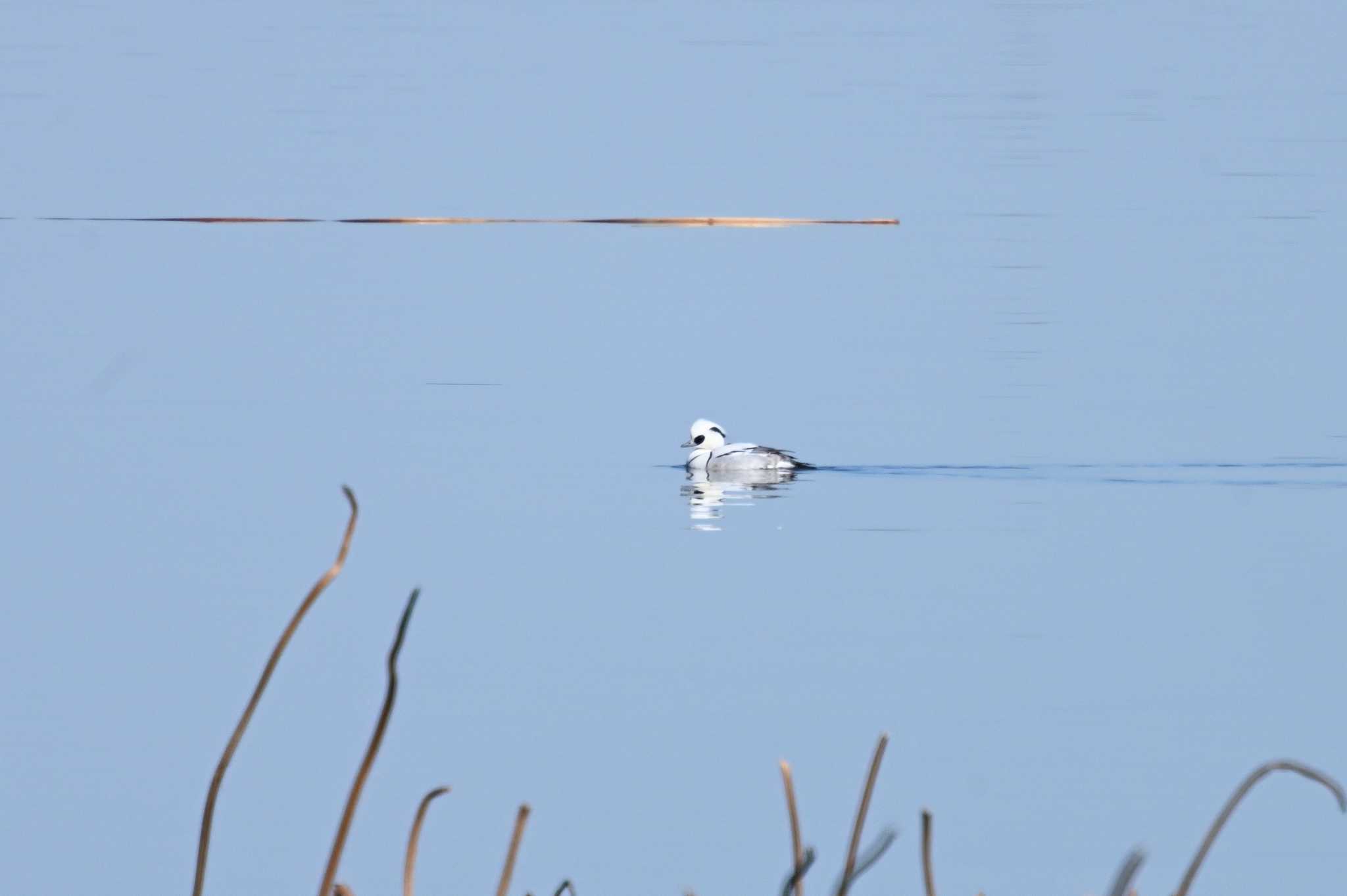 Smew