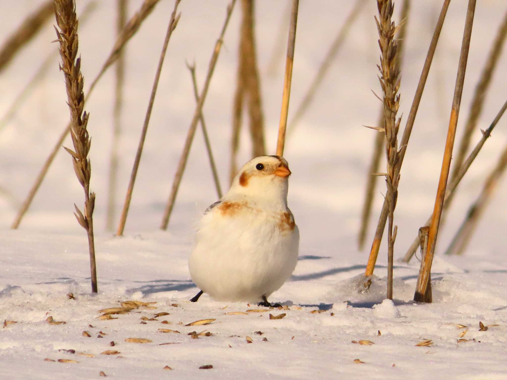 Snow Bunting