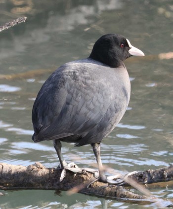 Eurasian Coot 湖北湖岸 Sat, 2/10/2024