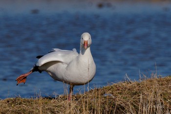 Snow Goose 夏目の堰 (八丁堰) Sat, 2/10/2024