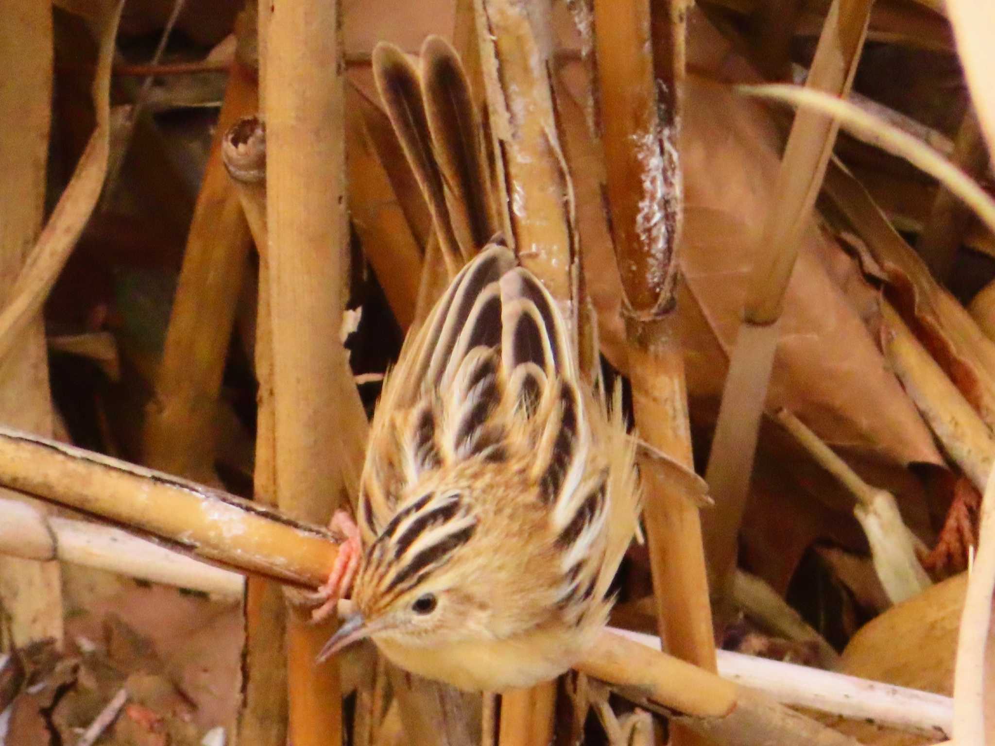 Zitting Cisticola