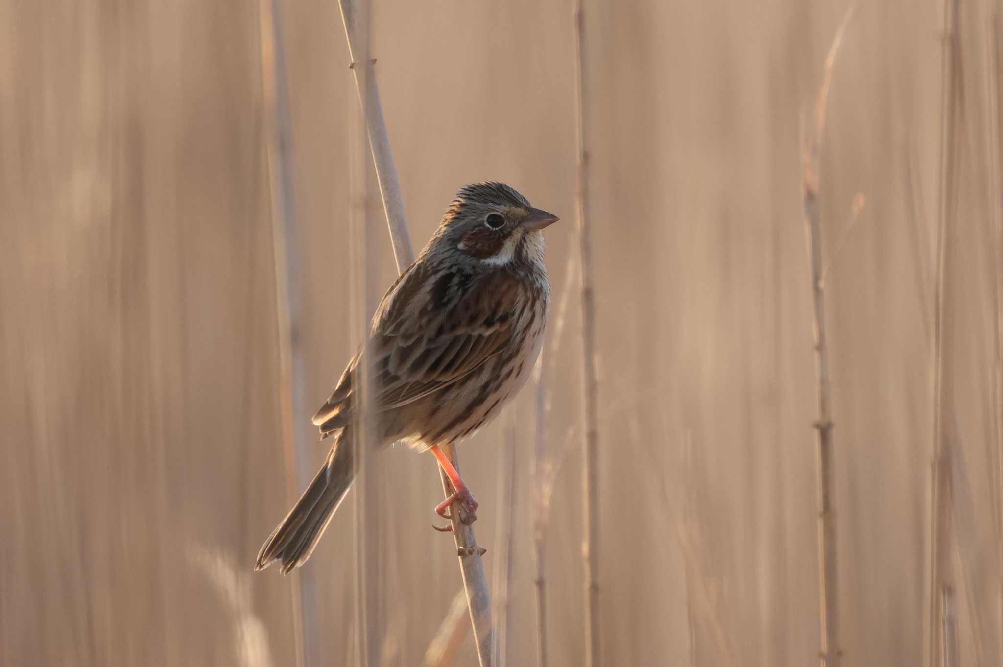 Chestnut-eared Bunting