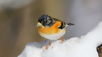 アトリ 埼玉県民の森 2024年2月12日(月)