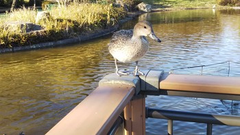 Fri, 11/23/2018 Birding report at 袖ヶ浦公園