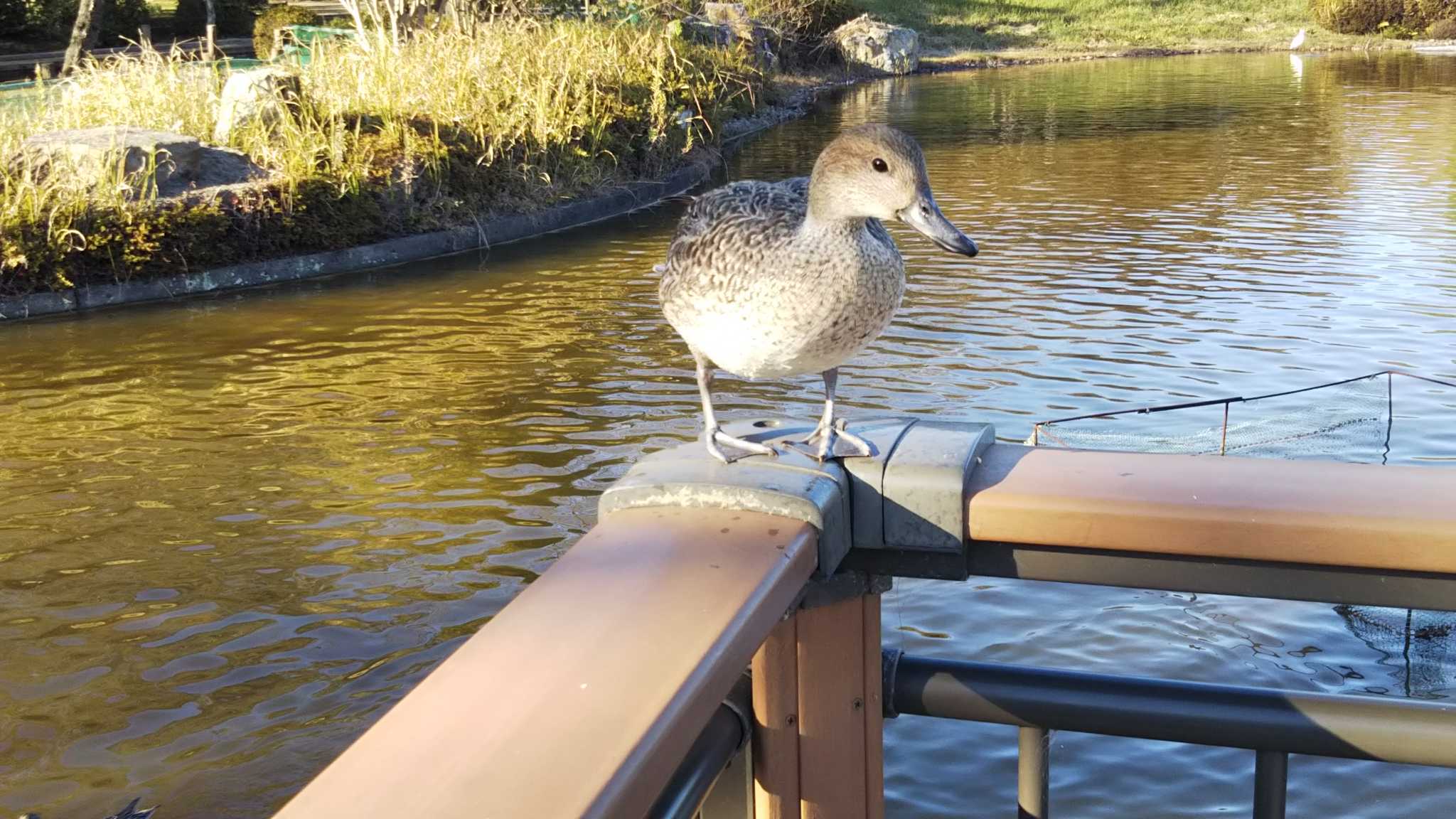 Photo of Northern Pintail at 袖ヶ浦公園 by alba