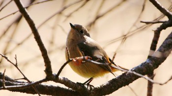 Daurian Redstart 多々良沼公園 Mon, 2/12/2024