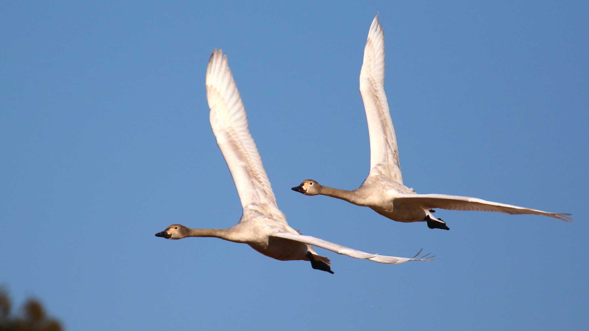 Photo of Tundra Swan at 多々良沼公園 by k honma