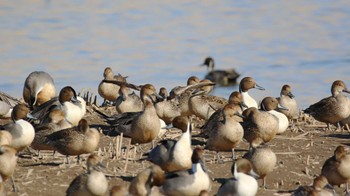 オナガガモ 多々良沼公園 2024年2月12日(月)