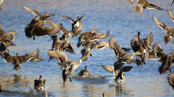 オナガガモ 多々良沼公園 2024年2月12日(月)