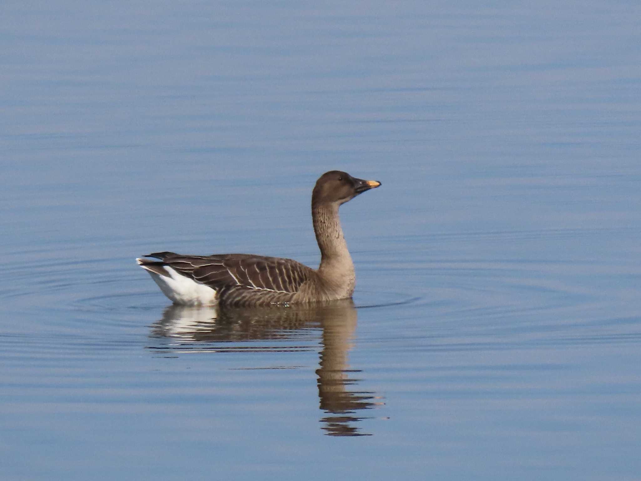 Tundra Bean Goose