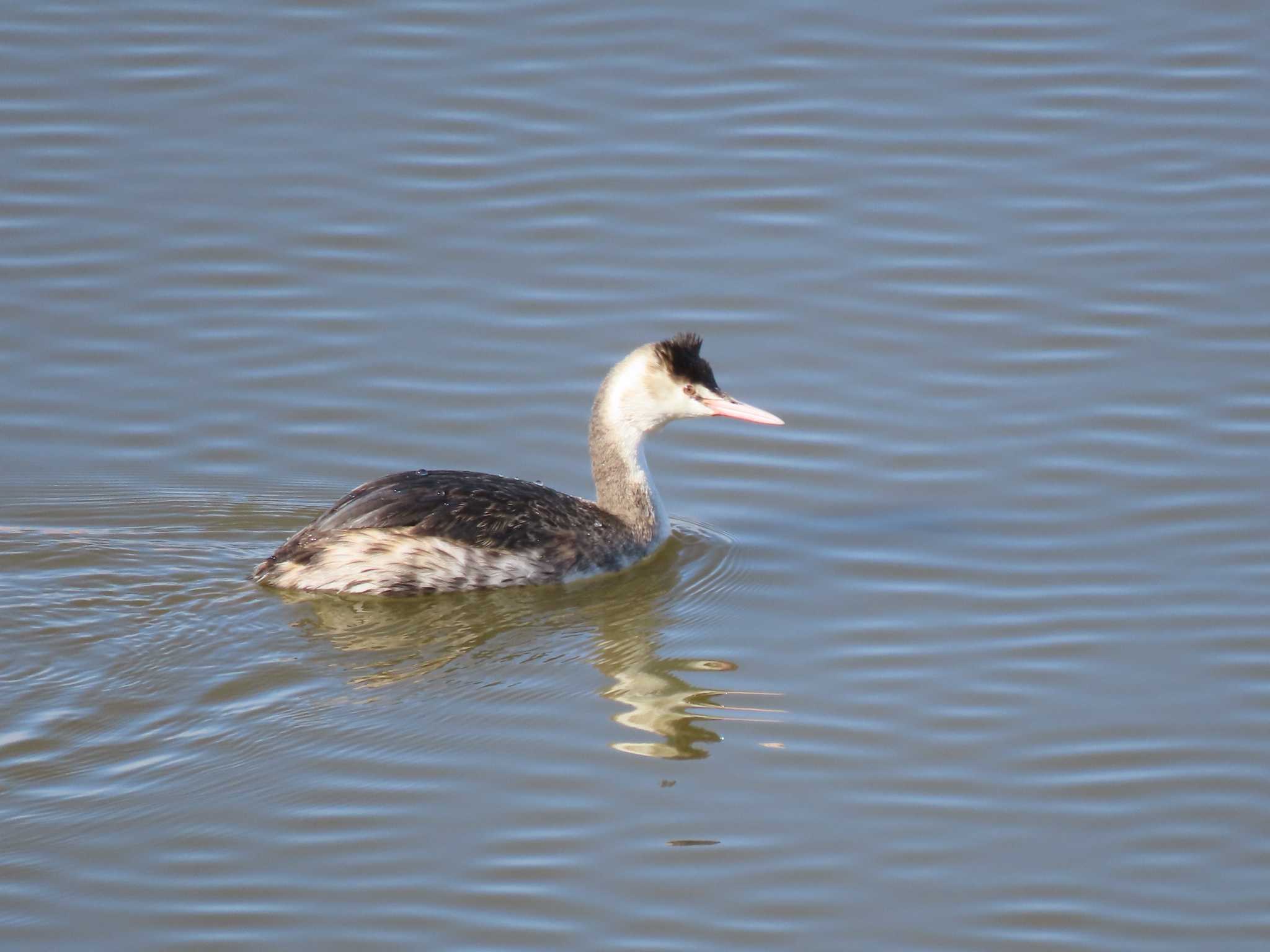 Great Crested Grebe