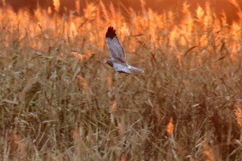 Hen Harrier Watarase Yusuichi (Wetland) Fri, 11/23/2018