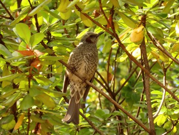 ヒヨドリ 昆陽池公園 2024年2月12日(月)